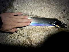 タチウオの釣果