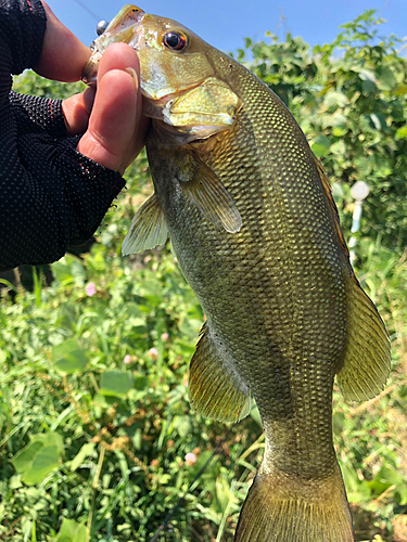 スモールマウスバスの釣果