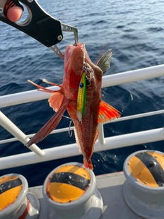 ホウボウの釣果