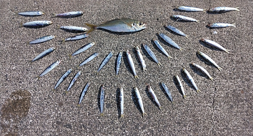 アジの釣果