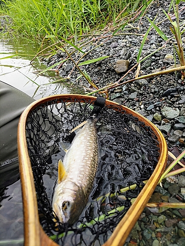 エゾイワナの釣果