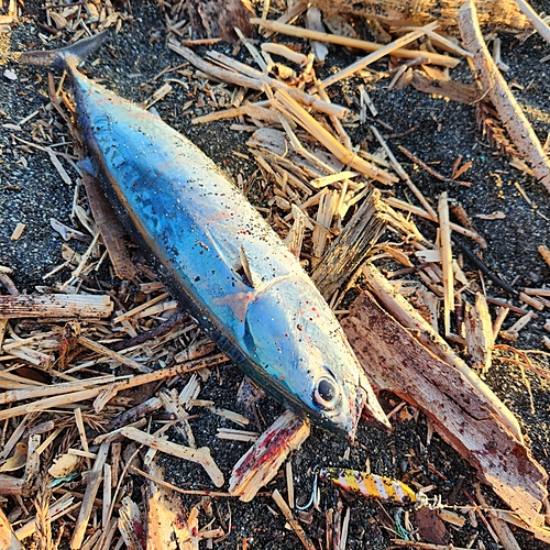 ソウダガツオの釣果