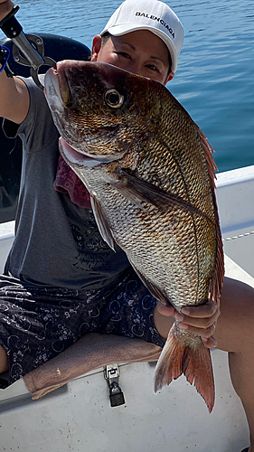 マダイの釣果