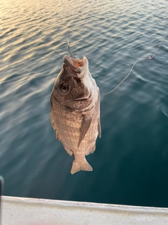 チヌの釣果