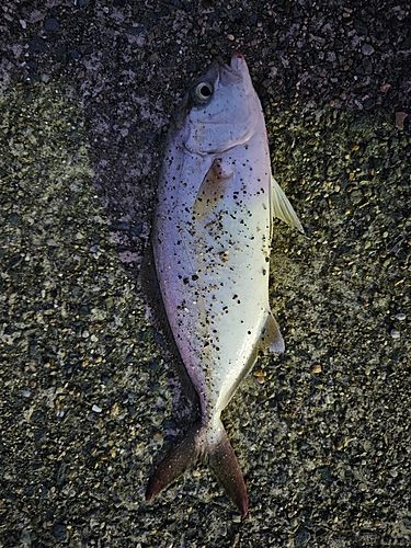 ショゴの釣果