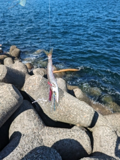 カマスの釣果