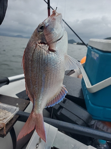 タイの釣果