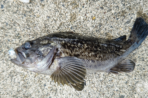 クロソイの釣果