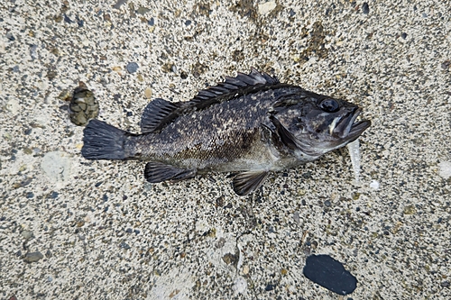 クロソイの釣果