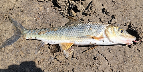 ニゴイの釣果