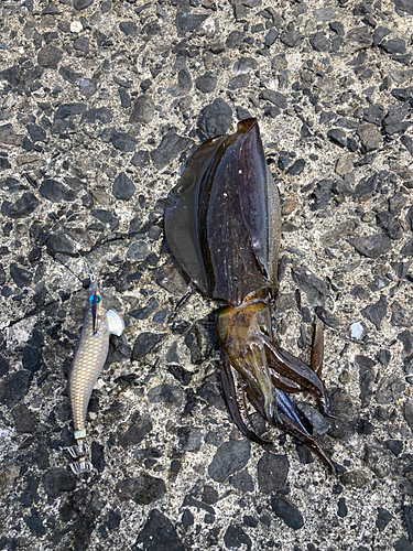 アオリイカの釣果