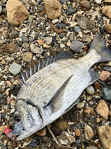 ミナミクロダイの釣果