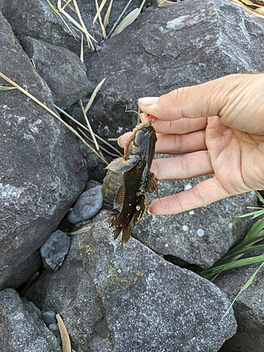 ハゼの釣果