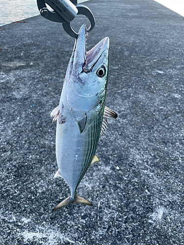 ハガツオの釣果