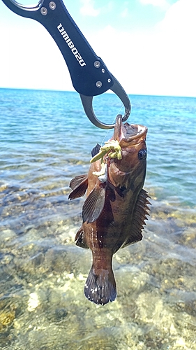 ヤミハタの釣果