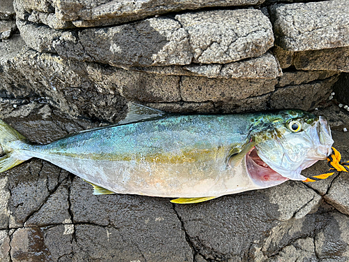 ヒラマサの釣果