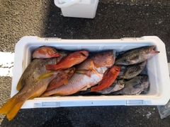 オオモンハタの釣果