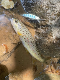 ブラウントラウトの釣果