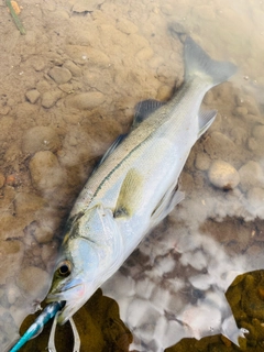 フッコ（マルスズキ）の釣果