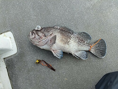 タヌキメバルの釣果