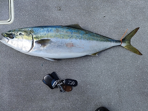 ワラサの釣果