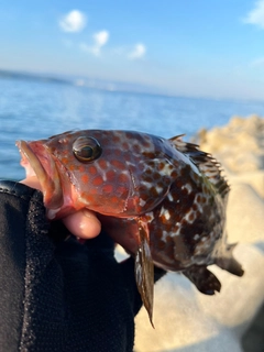 キジハタの釣果