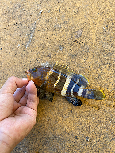 イシガキダイの釣果