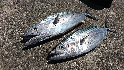 カツオの釣果