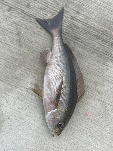 イサキの釣果