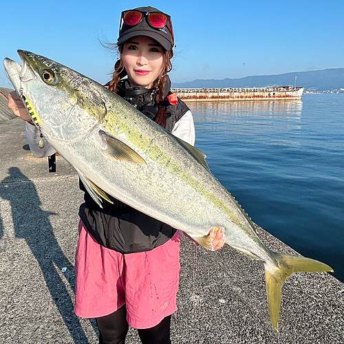 ブリの釣果