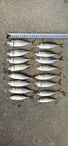 アジの釣果