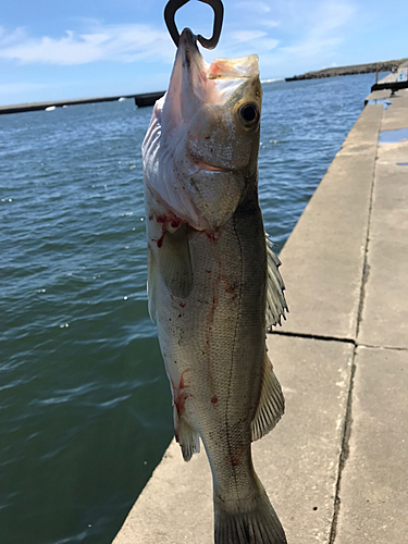 フッコ（マルスズキ）の釣果