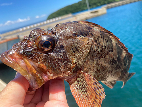 カサゴの釣果