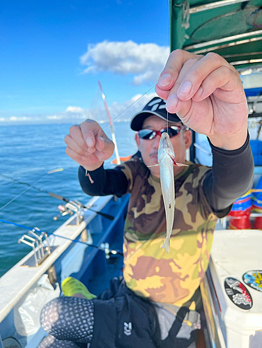 シロギスの釣果