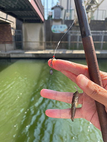 マハゼの釣果