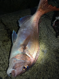 タイの釣果