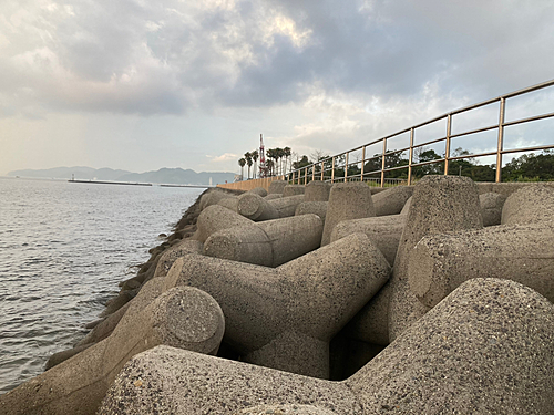 カマスの釣果