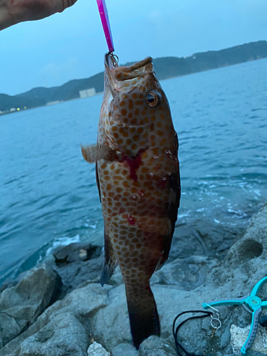 オオモンハタの釣果