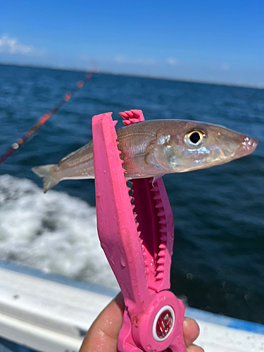 シロギスの釣果