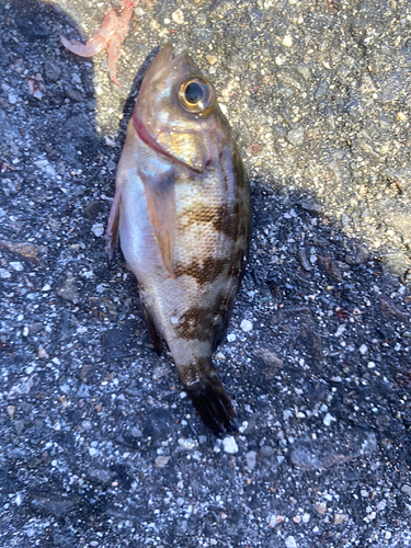 メバルの釣果