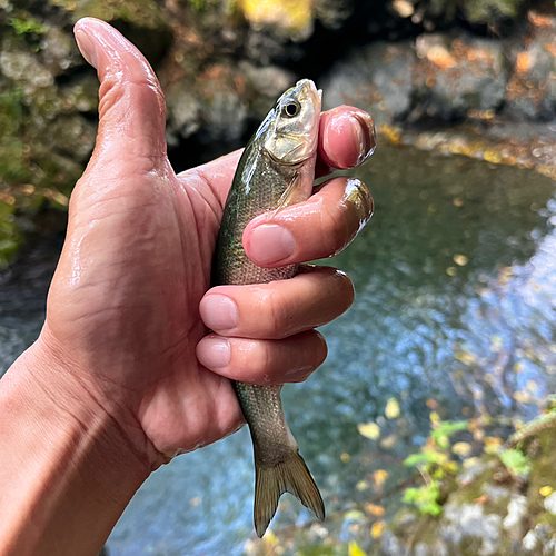 ウグイの釣果