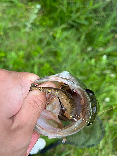 ラージマウスバスの釣果