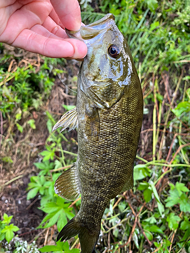 スモールマウスバスの釣果