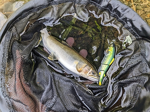 アユの釣果