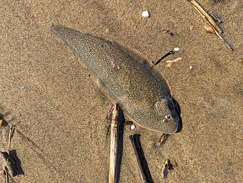 シタビラメの釣果