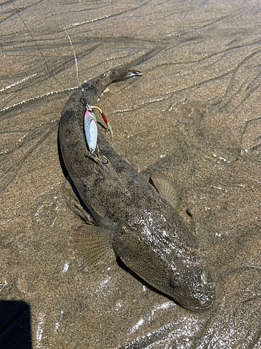 マゴチの釣果