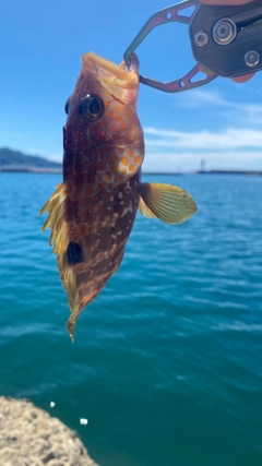 キジハタの釣果