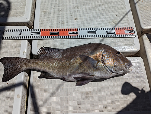 コロダイの釣果