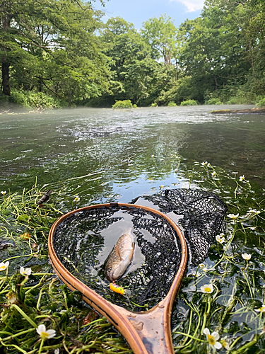 アメマスの釣果