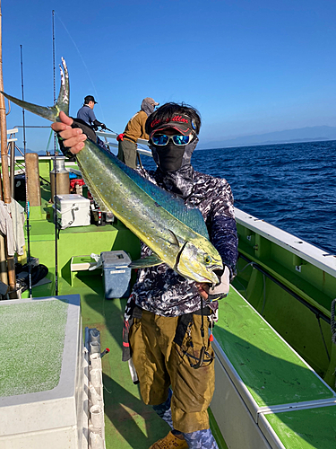 シイラの釣果